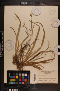 Carex laxiculmis image