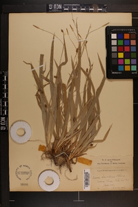 Carex laxiculmis image