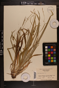 Carex laxiculmis image