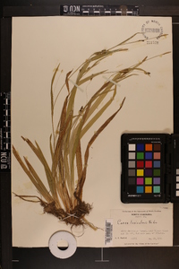 Carex laxiculmis image