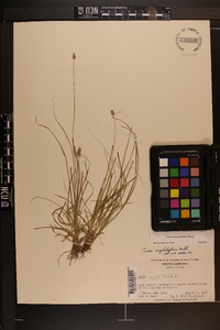 Carex leavenworthii image