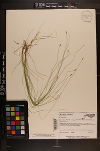 Carex leptalea var. harperi image