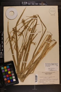 Carex lonchocarpa image