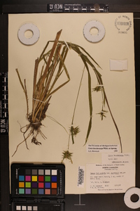 Carex lonchocarpa image