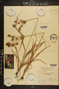 Cyperus dipsaciformis image