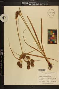 Cyperus dipsaciformis image