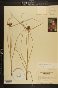 Cyperus echinatus image