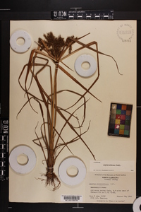 Cyperus erythrorhizos image