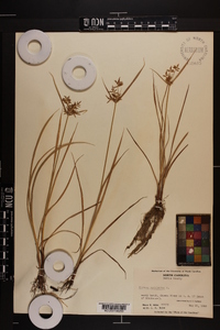 Cyperus esculentus var. leptostachyus image