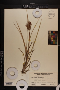 Cyperus esculentus var. leptostachyus image