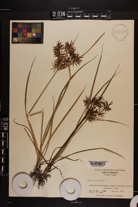 Cyperus esculentus var. leptostachyus image