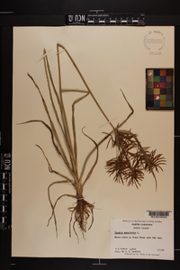 Cyperus esculentus var. leptostachyus image