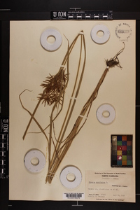 Cyperus esculentus var. leptostachyus image