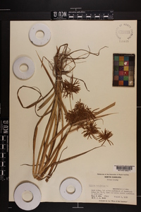 Cyperus esculentus var. macrostachyus image