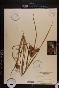 Cyperus esculentus var. leptostachyus image