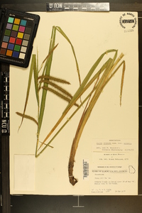 Carex crinita var. crinita image