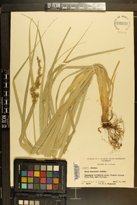 Carex crus-corvi image