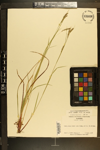 Carex debilis var. debilis image