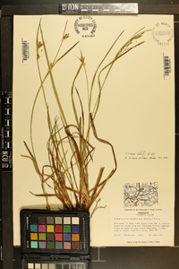 Scleria ciliaris image