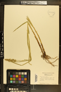 Carex dudleyi image