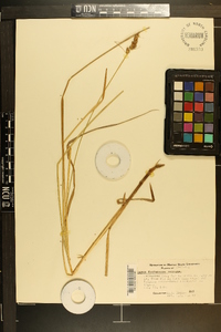 Carex festucacea image