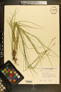 Carex festucacea image