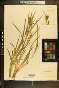 Carex flaccosperma image