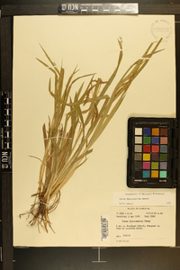 Carex flaccosperma image