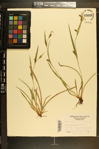 Carex flaccosperma image