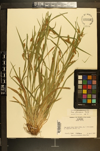 Carex flaccosperma image