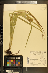 Carex gigantea image