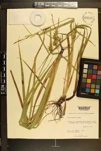 Carex gigantea image