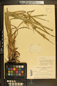 Carex gigantea image