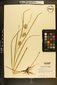 Carex gigantea image