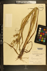 Carex gigantea image