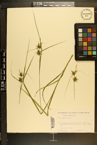 Carex gigantea image