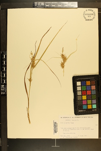 Carex gigantea image