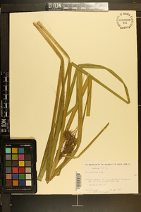 Carex gigantea image