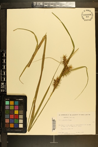 Carex gigantea image