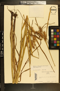 Carex gigantea image