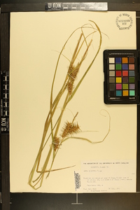 Carex gigantea image