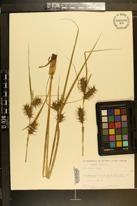 Carex gigantea image