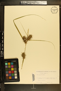 Carex gigantea image