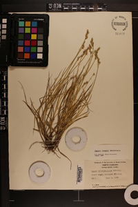 Carex longii image