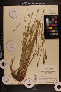 Carex longii image