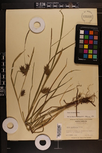 Carex louisianica image