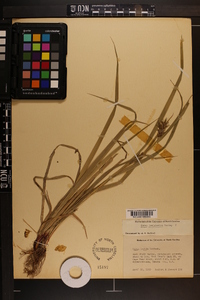 Carex louisianica image