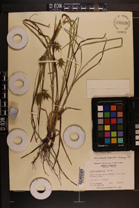 Carex louisianica image