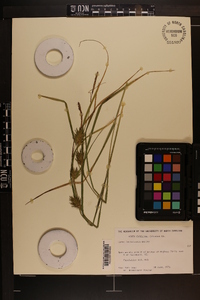 Carex louisianica image