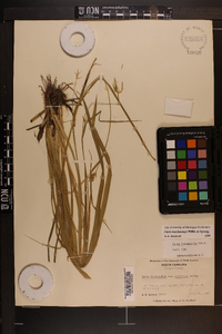 Carex lonchocarpa image